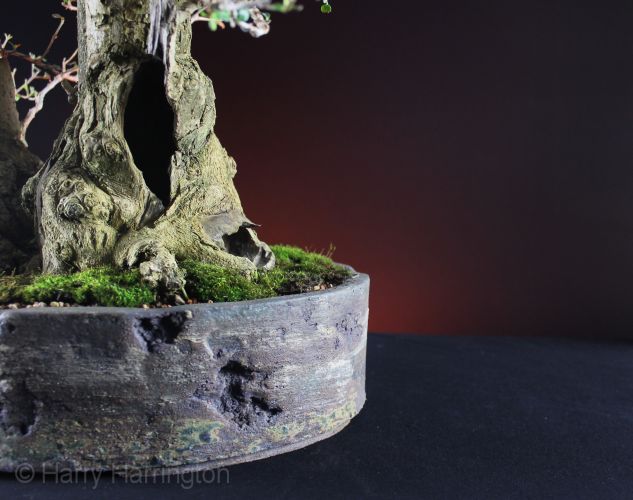 Privet bonsai clump